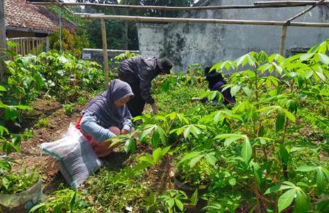 Ibu-ibu warga RW 06, Kel. Pasteur, Kec. Sukajadi membersihkan rumpun liar agar tidak mengganggu tanaman singkong di area Buruan Sae.
